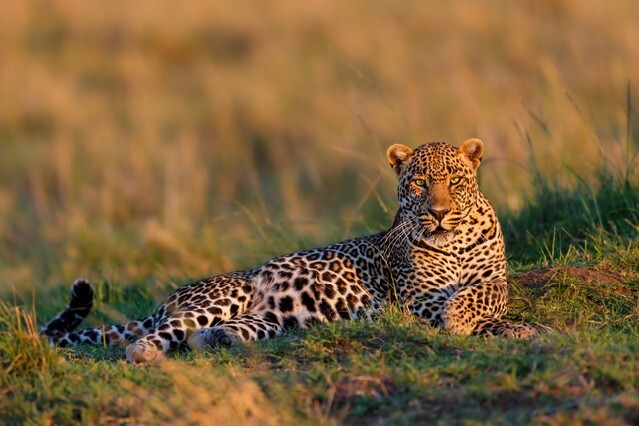 Close up of a a relaxed Leopard male. He enjoys the sunrise in the Masai Mara, Kenya.